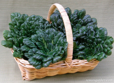Seeds - Greens Rosette Tatsoi