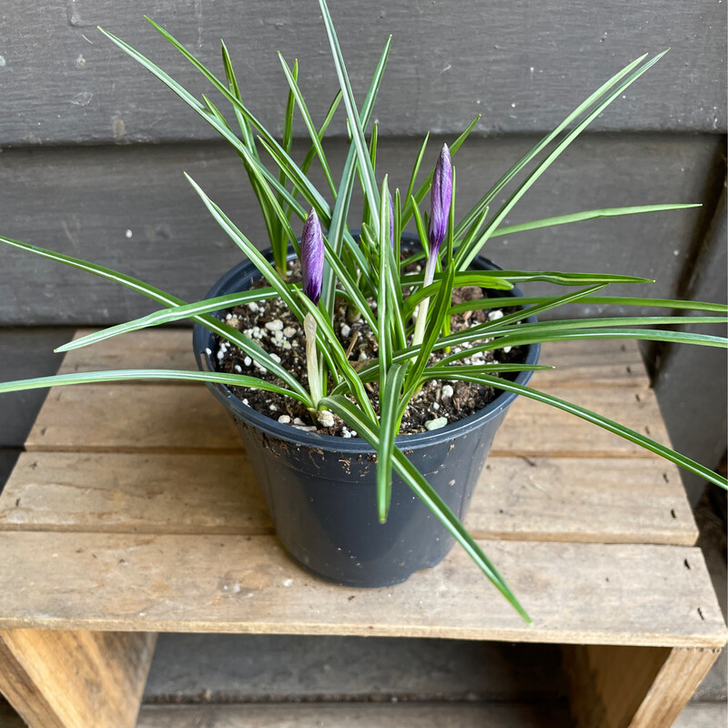 Crocus chrysanthus &#39;Ladykiller&#39; 4.5&quot;
