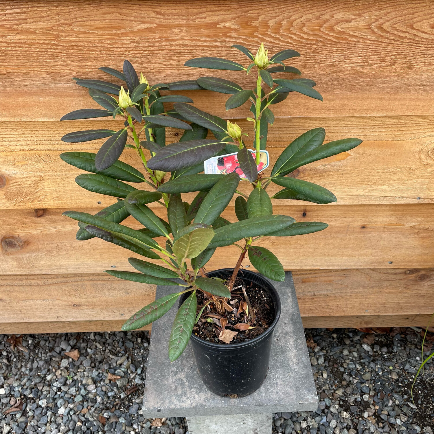 Rhododendron &#39;Ostbo Red Elizabeth; 1gal