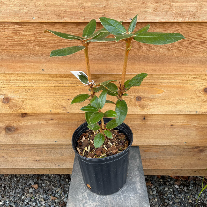 Rhododendron bureavii 2gal