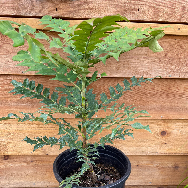 Mahonia x media &#39;Winter Sun&#39; 5gal