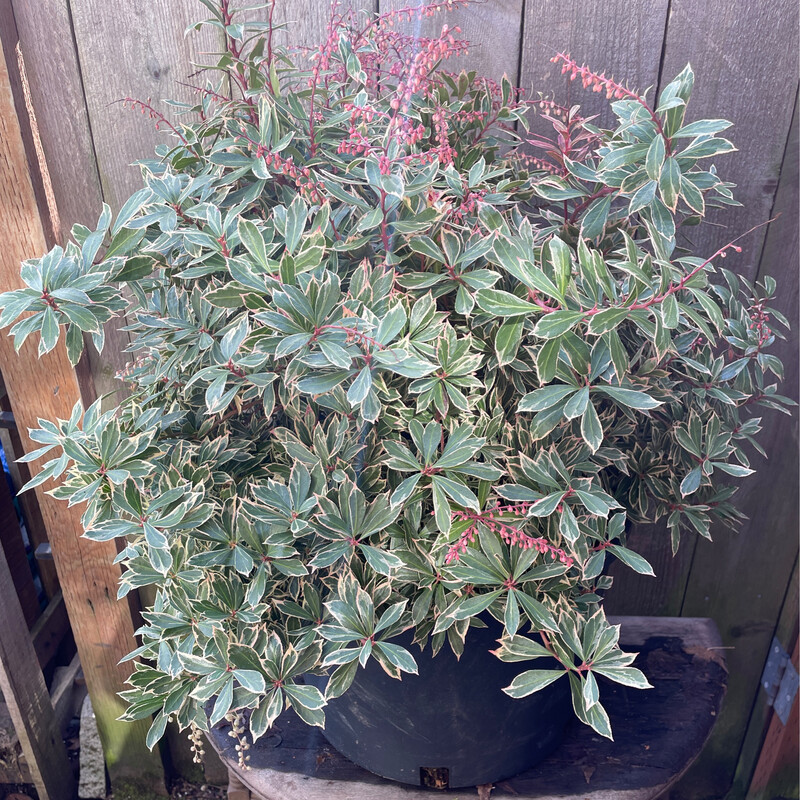 Pieris j. &#39;Little Heath&#39; 5gal