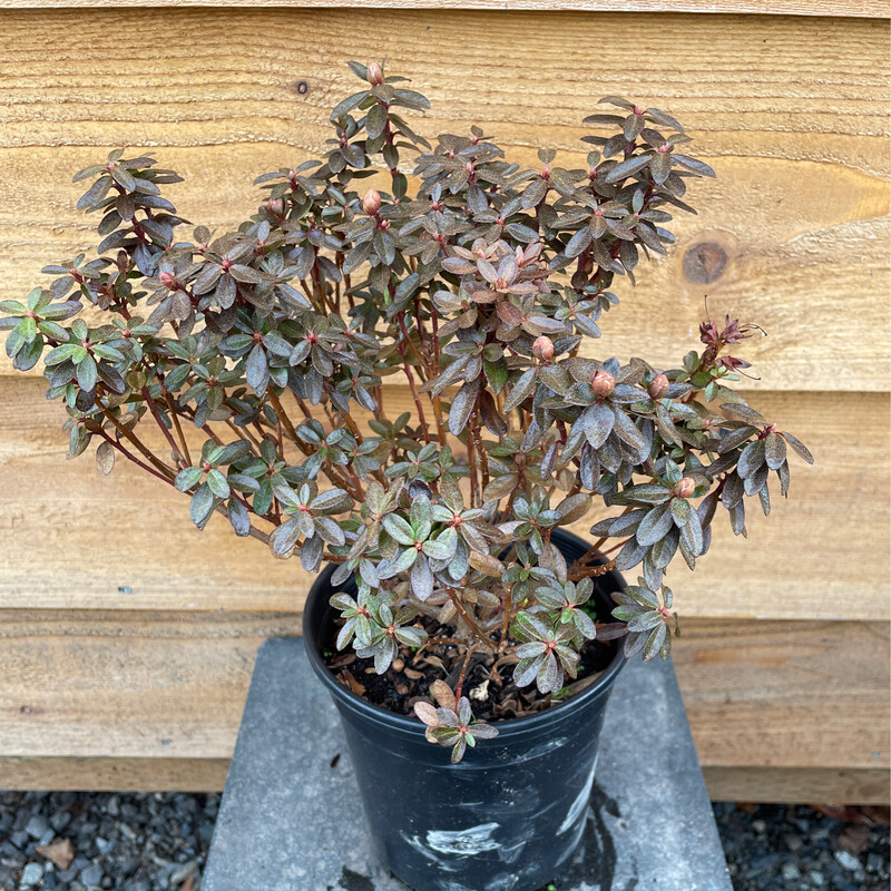 Rhododendron &#39;Chicor&#39; 1gal