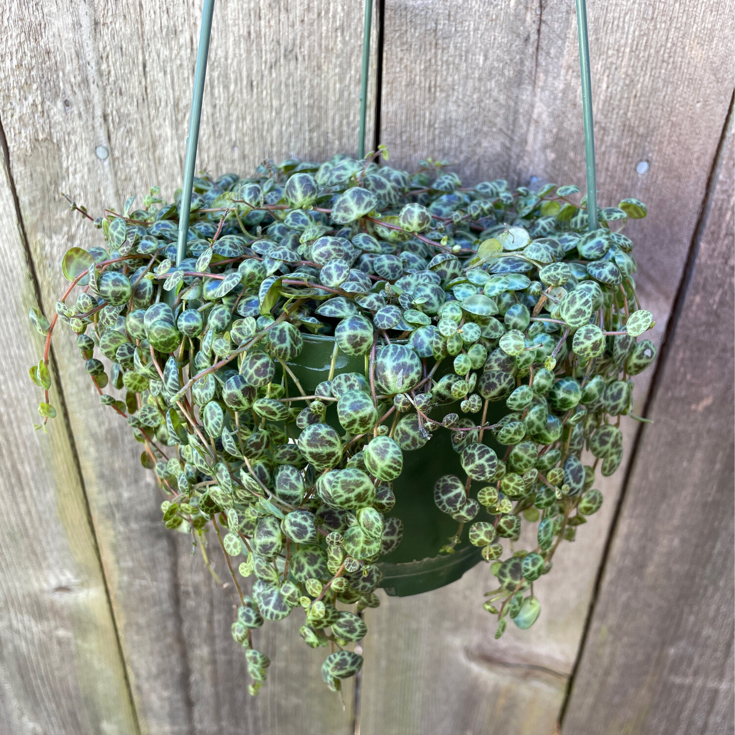 String of Turtles, Peperomia prostrata - HB 6&quot;