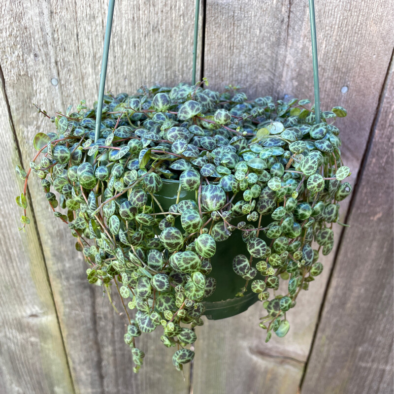 String of Turtles, Peperomia prostrata - HB 6&quot;