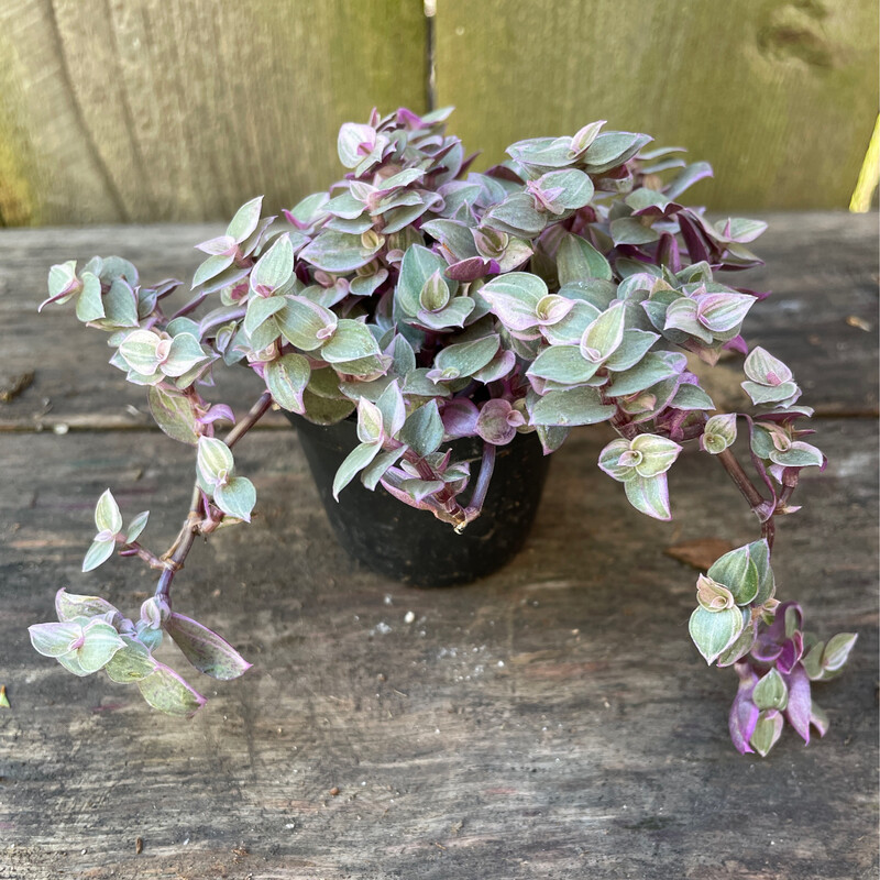 Turtle Vine, Callisia repens &#39;Pink Panther&#39; 2&quot;