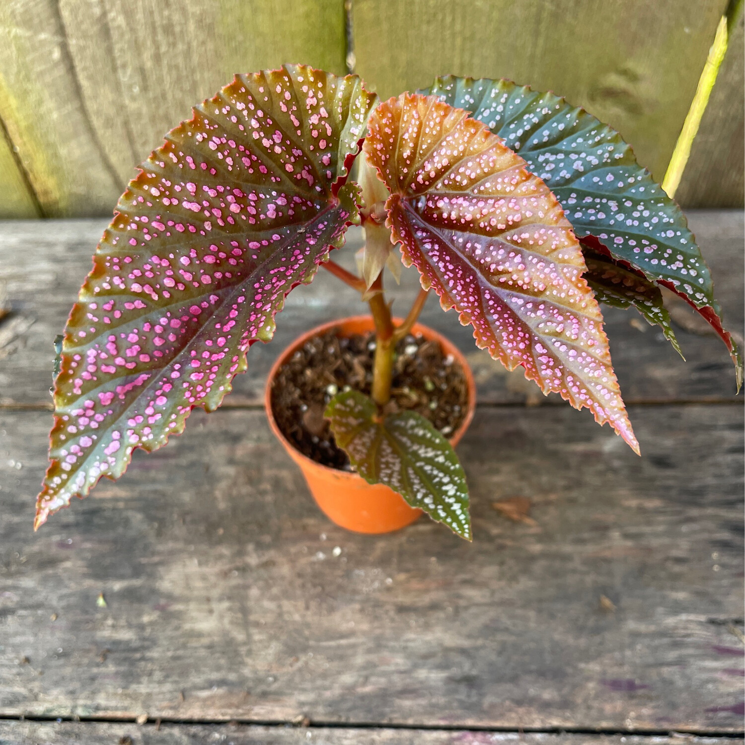 Polka Dot Begonia, Begonia maculata &#39;Pink Spot&#39; 2&quot;