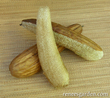 Seeds - Gourds Bath Loofah