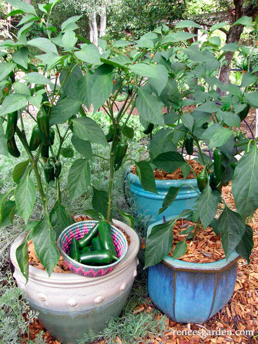 Seeds - Pepper Chile Jalapeño Early Flame Container