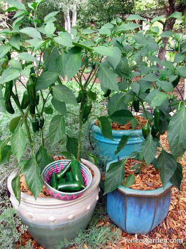 Seeds - Pepper Chile Jalape√±o Early Flame Container