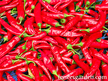 Seeds - Pepper Chile Tibetan Lhasa