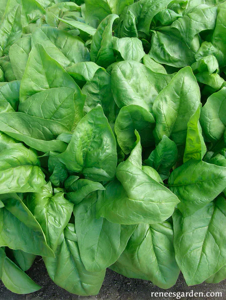 Seeds - Spinach Summer Perfection