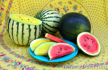 Seeds - Watermelon Doll Babies Organic