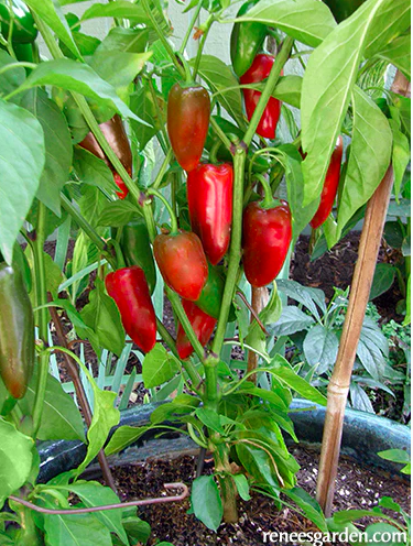 Seeds - Pepper Sweet Pizza My Heart Container