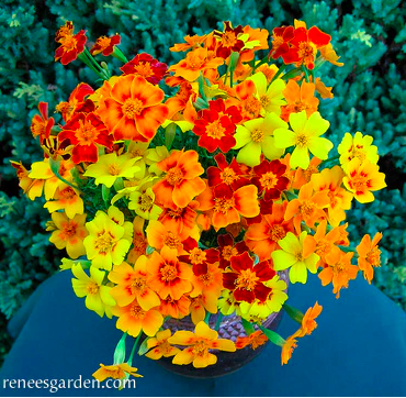 Seeds - Marigold Signet Starfire Container