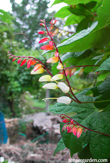 Seeds - Mina Lobata Exotic Love Vine