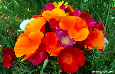 Seeds - Poppy California Tropical Sunset