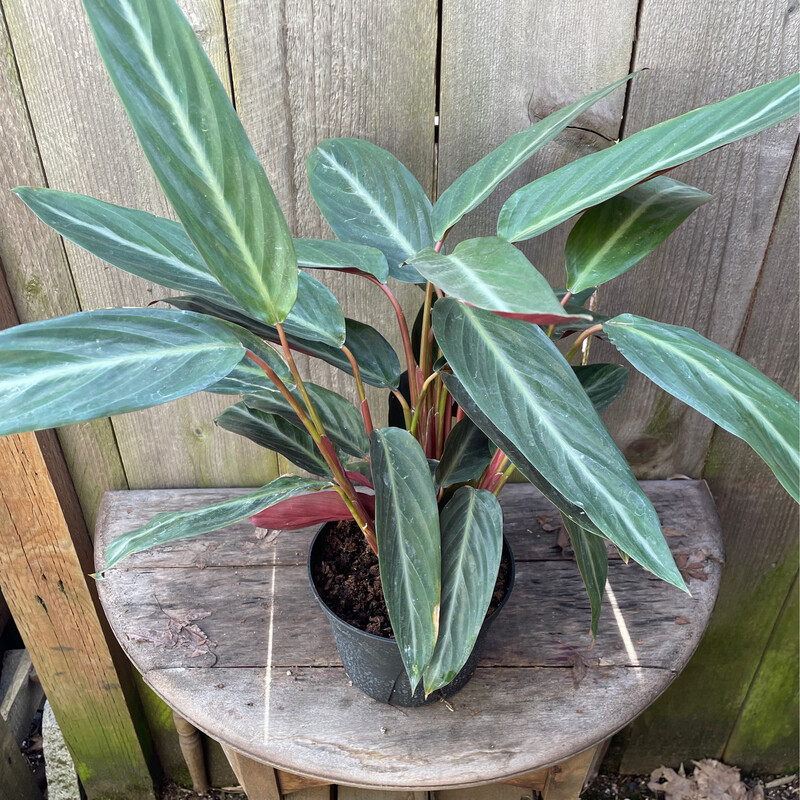 Stromanthe Sanguinea 6&quot;