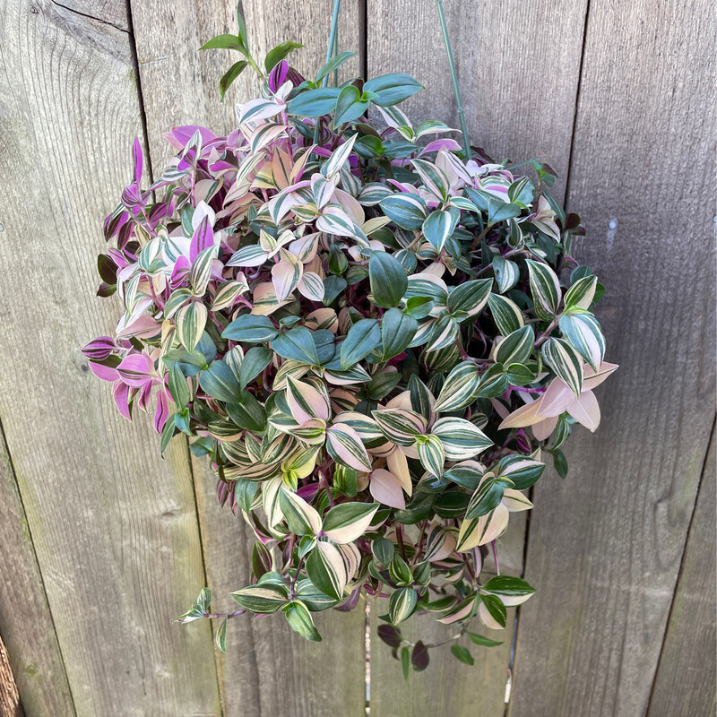 Inch Plant, Tradescantia tricolor &#39;Pink Princess&#39; 6&quot;