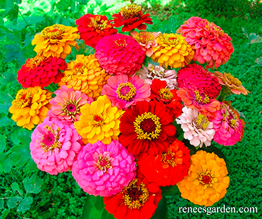 Seeds - Zinnia Cut &amp; Come Again