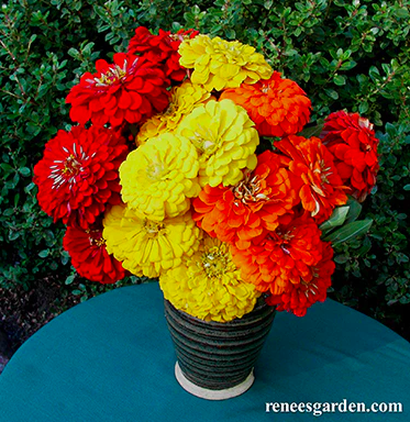 Seeds - Zinnia Hot Crayon Colors