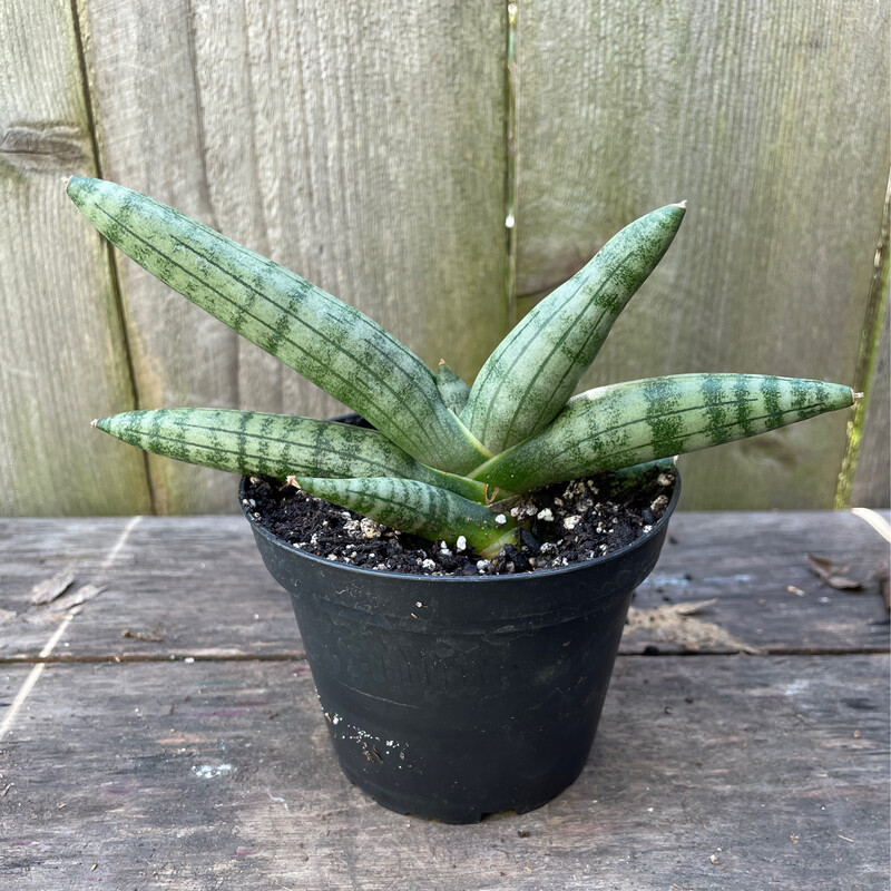 Starfish Snake Plant, Sansevieria cylindrica &#39;Boncel&#39; 4&quot;