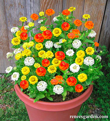 Seeds - Zinnia Pixie Sunshine Container