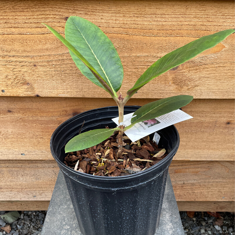 Rhododendron rex 2gal