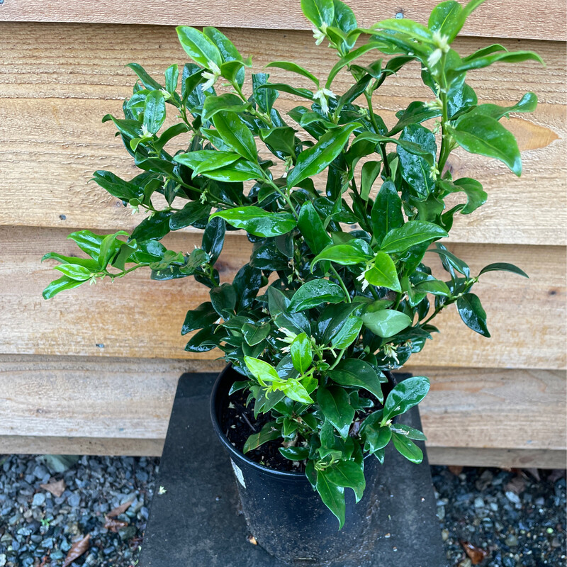 Sweet Box, Sarcococca confusa 1gal