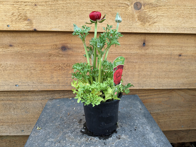 Ranunculus &#39;Sprinkles Red&#39; 4&quot;