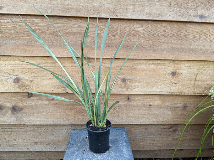 New Zealand Flax, Phormium &#39;Apricot Queen&#39; Qt