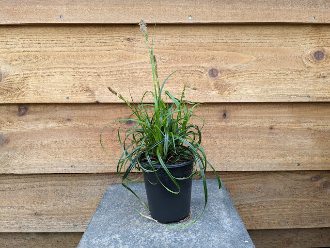 Carex &#39;Ribbon Falls&#39; Qt