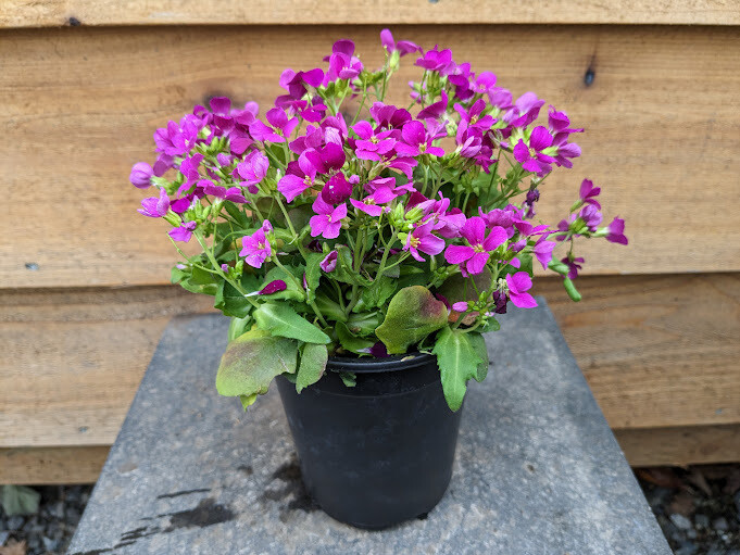 Arabis &#39;Little Treasure Deep Rose&#39; Qt