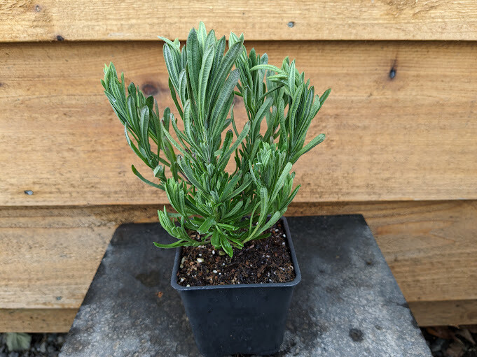 Lavender - Spanish, Lavandula st. &#39;Otto Quast&#39; 4&quot;
