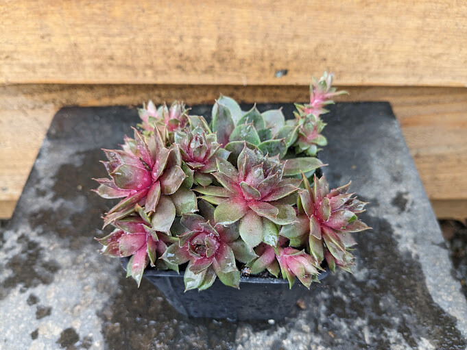 Hens &amp; Chicks, Sempervivum &#39;Purple Beauty&#39; 4&quot;