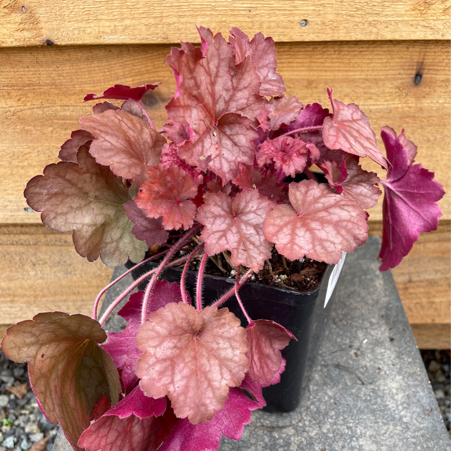 Heuchera &#39;Georgia Peach&#39; 1gal