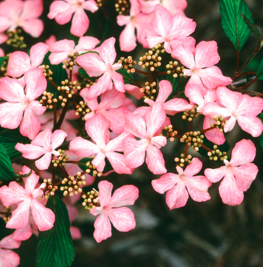 Viburnum - Doublefile, Viburnum p. t. &#39;Molly Schroeder&#39; 5gal