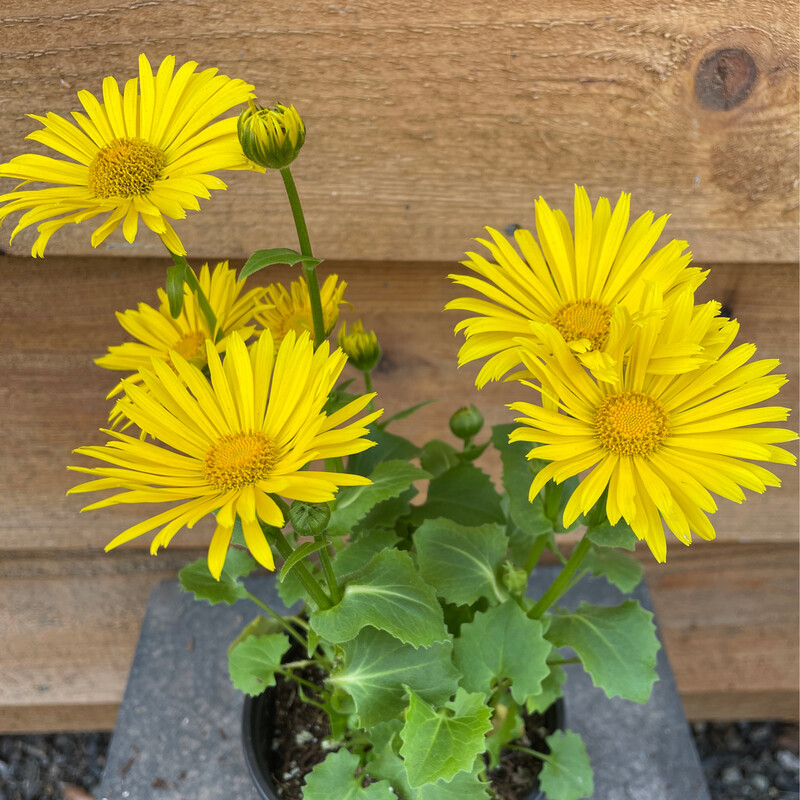 Doronicum orientale &#39;Leonardo Compact&#39; Qt
