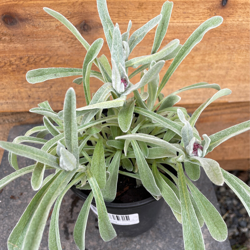 Pink Pussy Toes, Helichrysum amorginum &#39;Ruby Clusters&#39; Qt