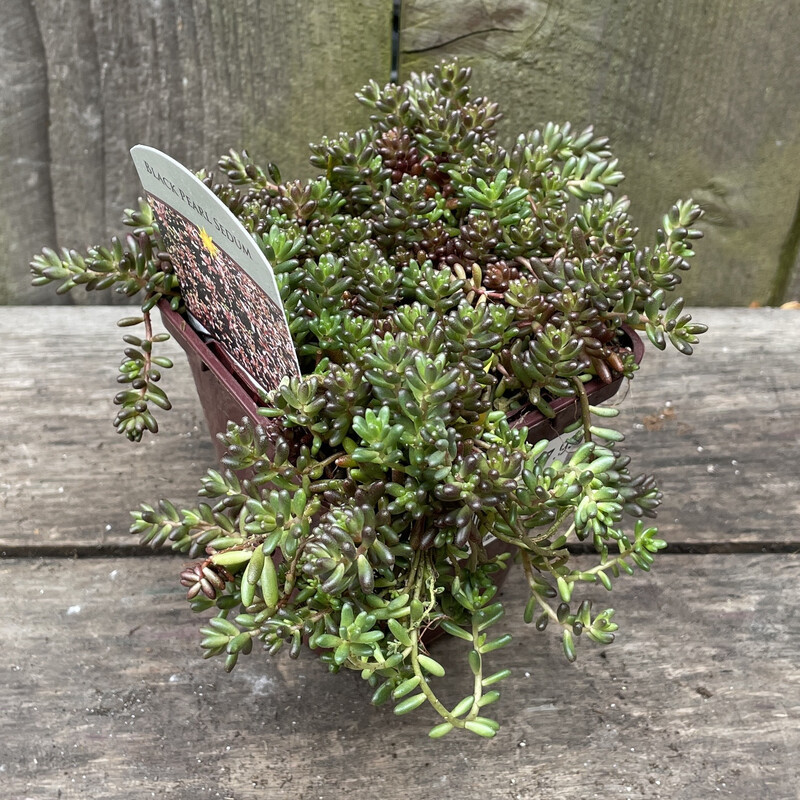 Sedum, Sedum album &#39;Black Pearl&#39; 3.5&quot;
