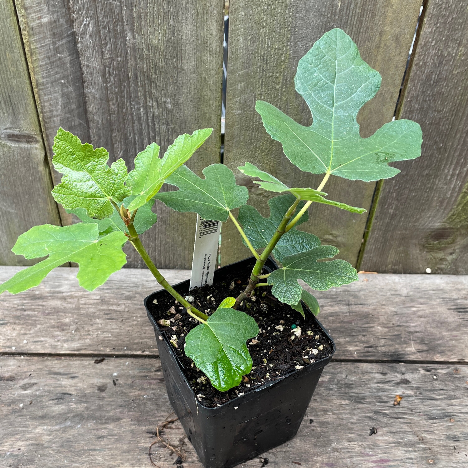 Fig, Ficus carica &#39;Fignomenal&#39; 4.5&quot;