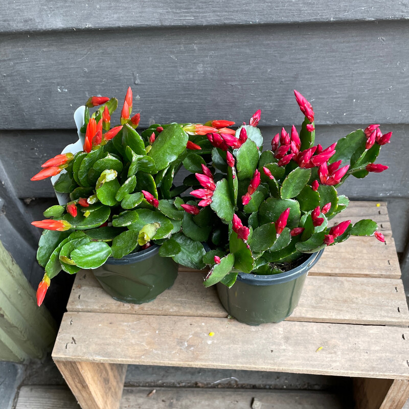 Easter Cactus , Schlumbergera gaertneri 4&quot;