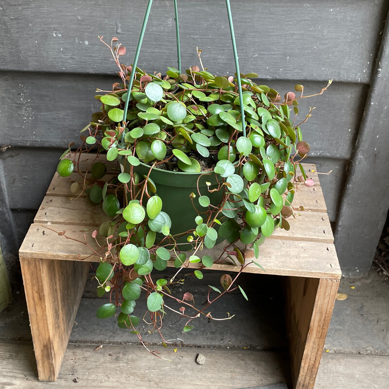 Peperomia &#39;Pepperspot&#39; 6&quot;