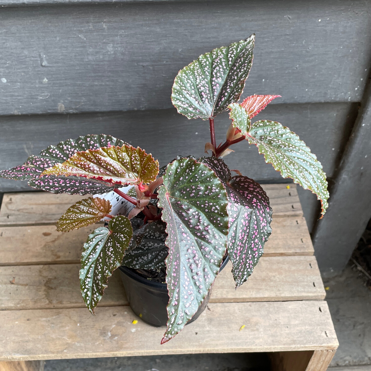 Polka Dot Begonia , Begonia maculata &#39;Pink Spot&#39; 4&quot;