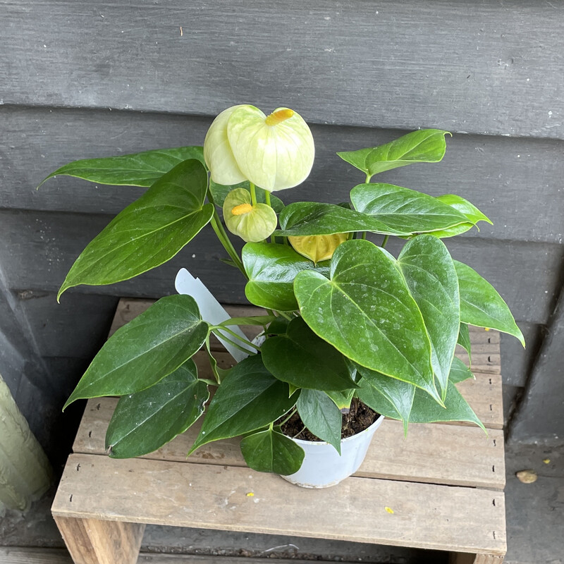 Anthurium Flowering - White 4&quot;