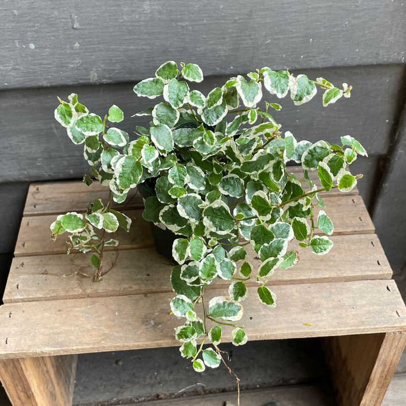 Creeping Fig, Ficus pumila &#39;Variegata&#39; 4&quot;