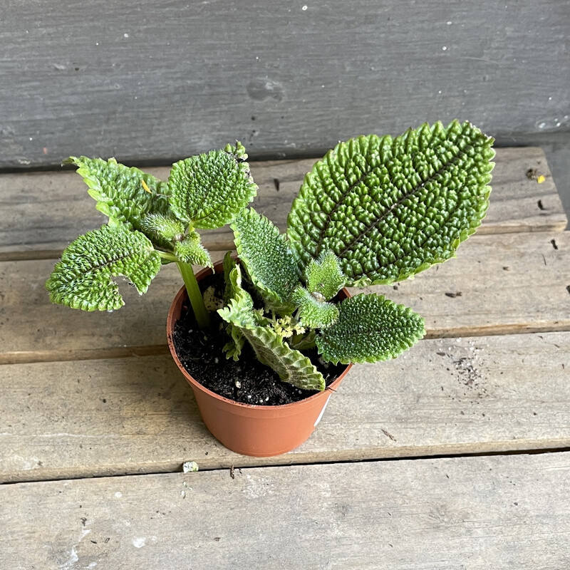 Pilea mollis, Pilea &#39;Moon Valley&#39; 2&quot;