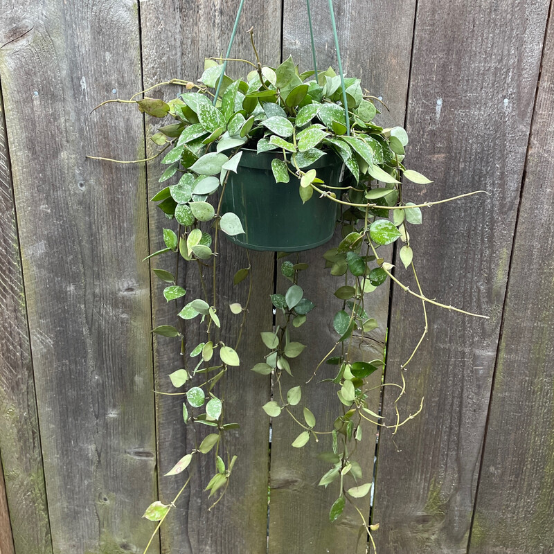 Wax Plant, Hoya krohniana &#39;Super Silver&#39; 6&quot;