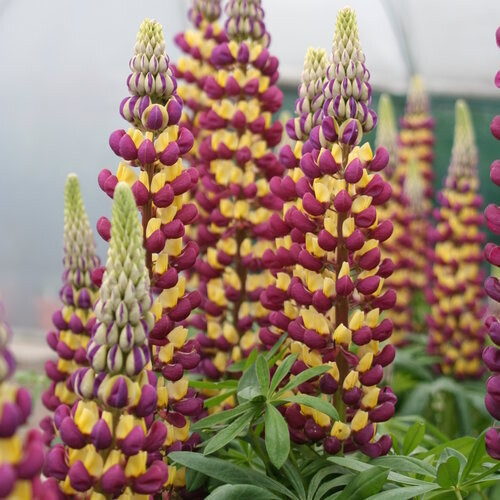 Lupine, Lupinus &#39;Westcountry Manhattan Lights&#39; 1gal