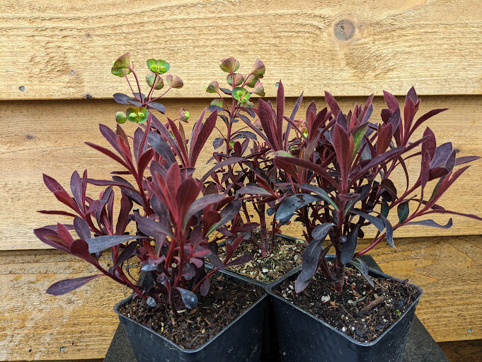 Euphorbia &#39;Miner&#39;s Merlot&#39; 4&quot;